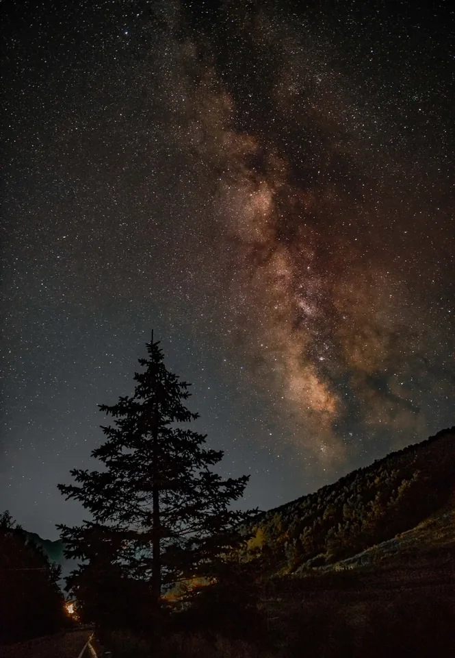 The Milky Way above a silhouetted tree